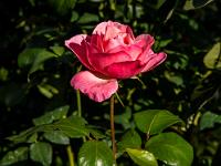 Rosen blühen im Palastgarten - Casa de Mateus